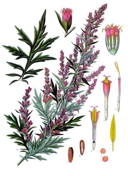 mugwort purple flowers green shoots Illustration of Artemisia vulgaris (1897)
